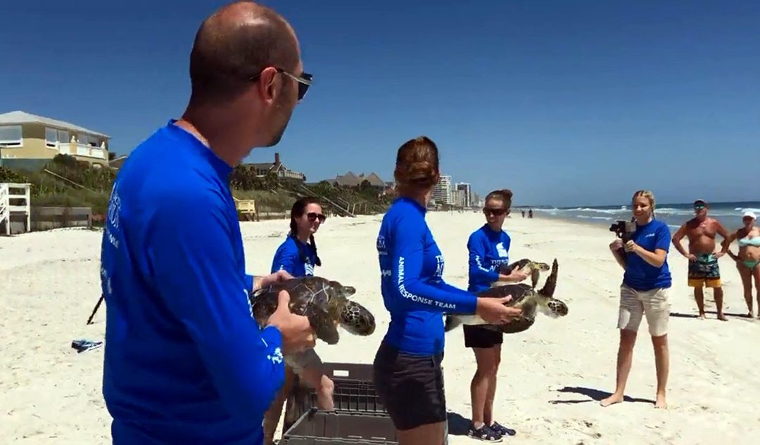 Florida Aquarium Returns Green Sea Turtles to The Ocean
