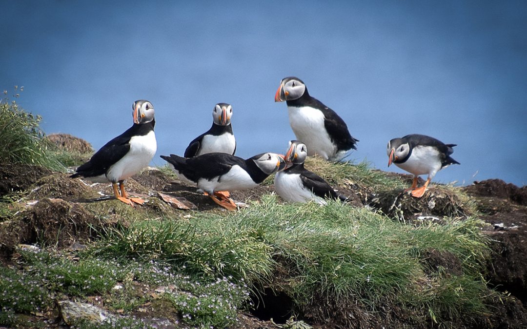 Puffins Amongst the Scenery