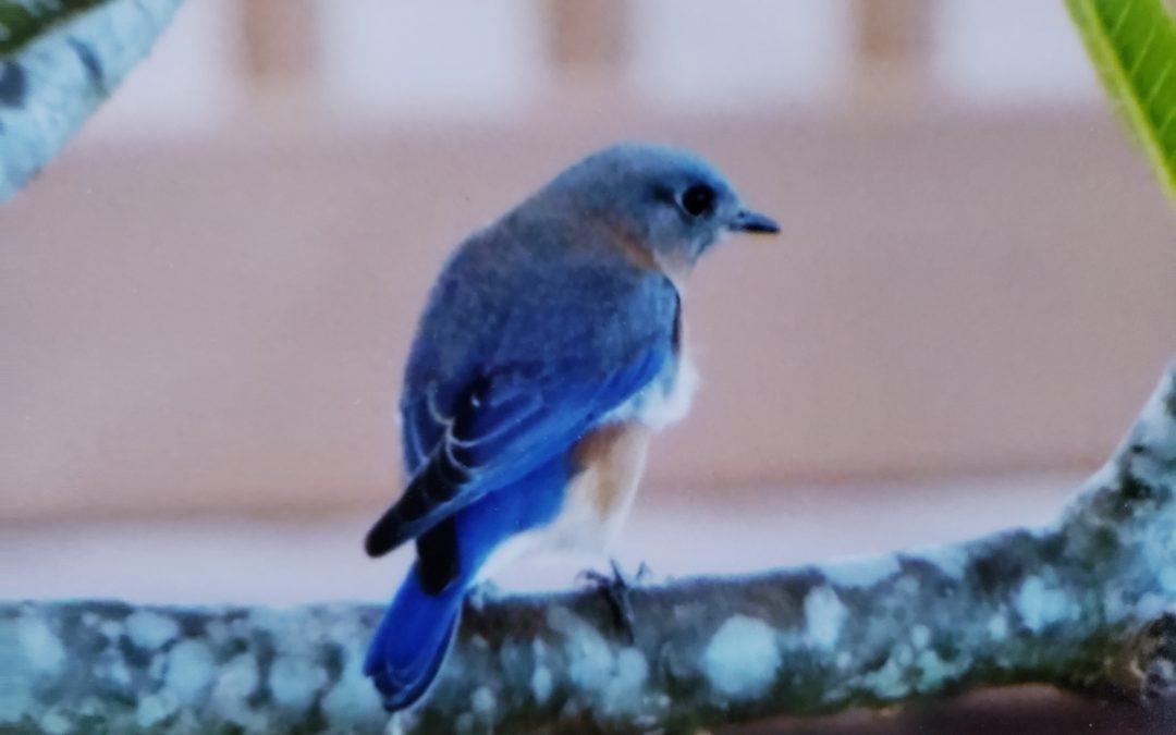 May the Bluebirds of Happiness Nest in Your Yard