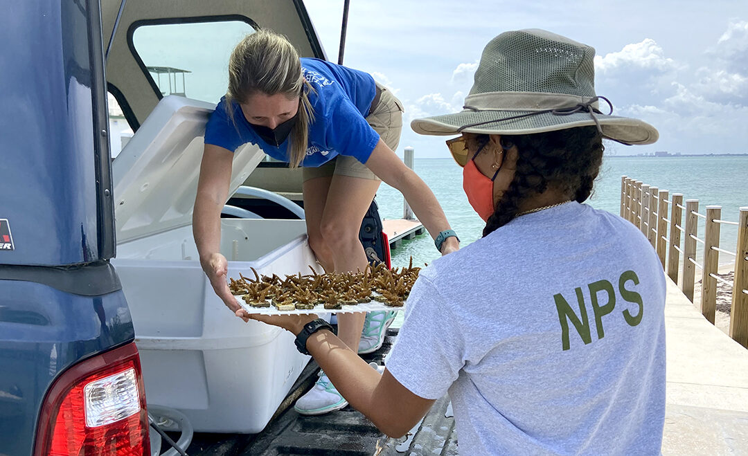 Steps in Coral Conservation Celebrated