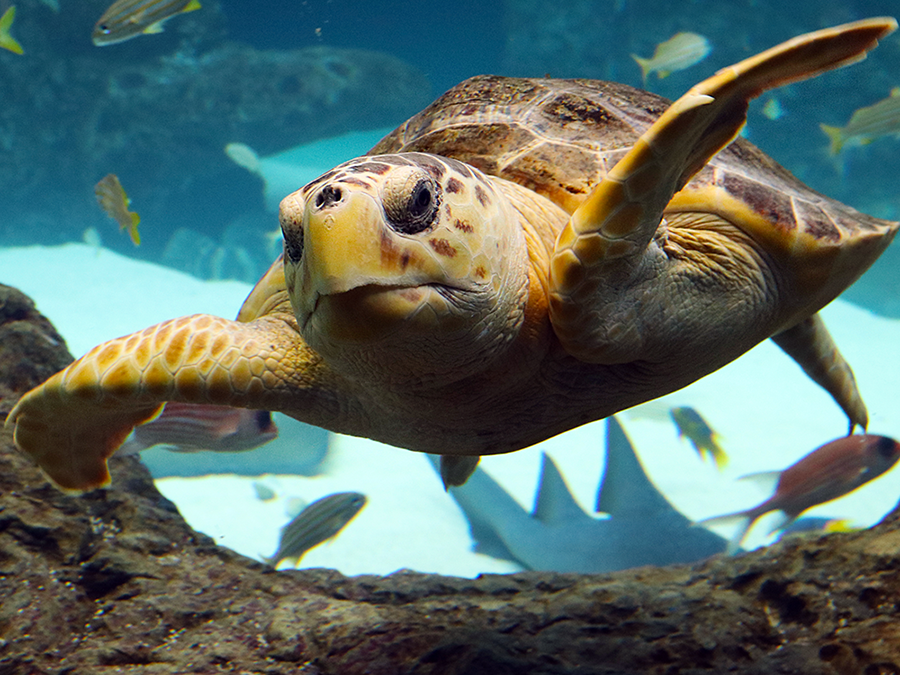 Florida Aquarium Needs Your Help Naming New Sea Turtle