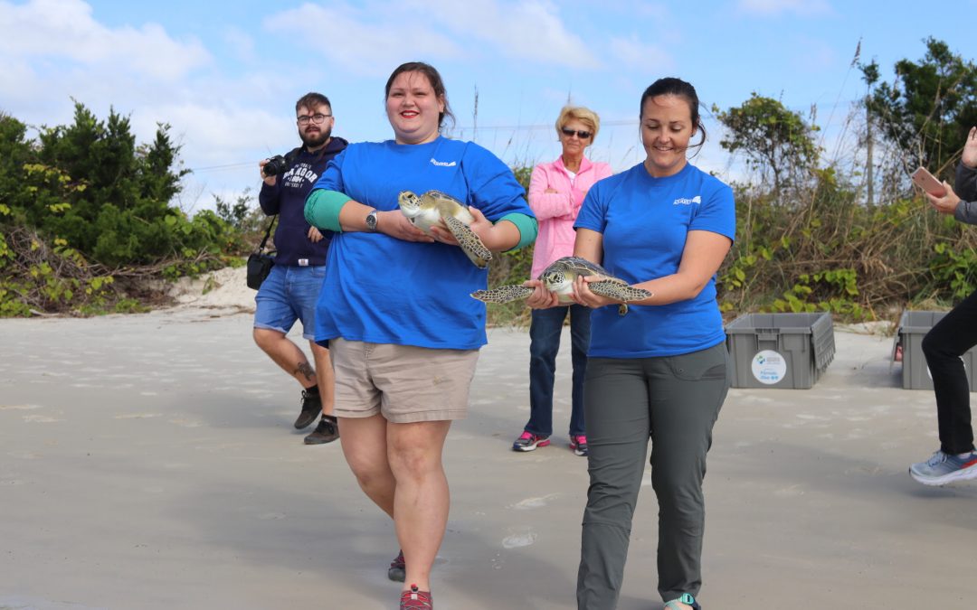 The Florida Aquarium Releases Sea Turtles