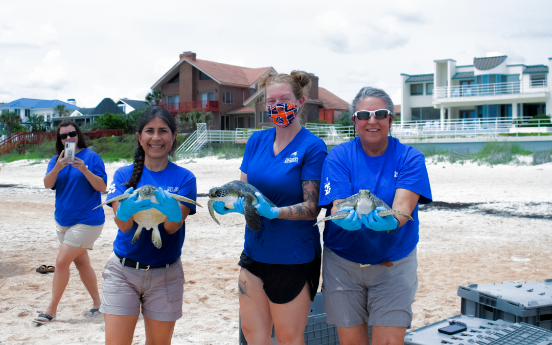 Aquarium Releases Endangered Sea Turtles