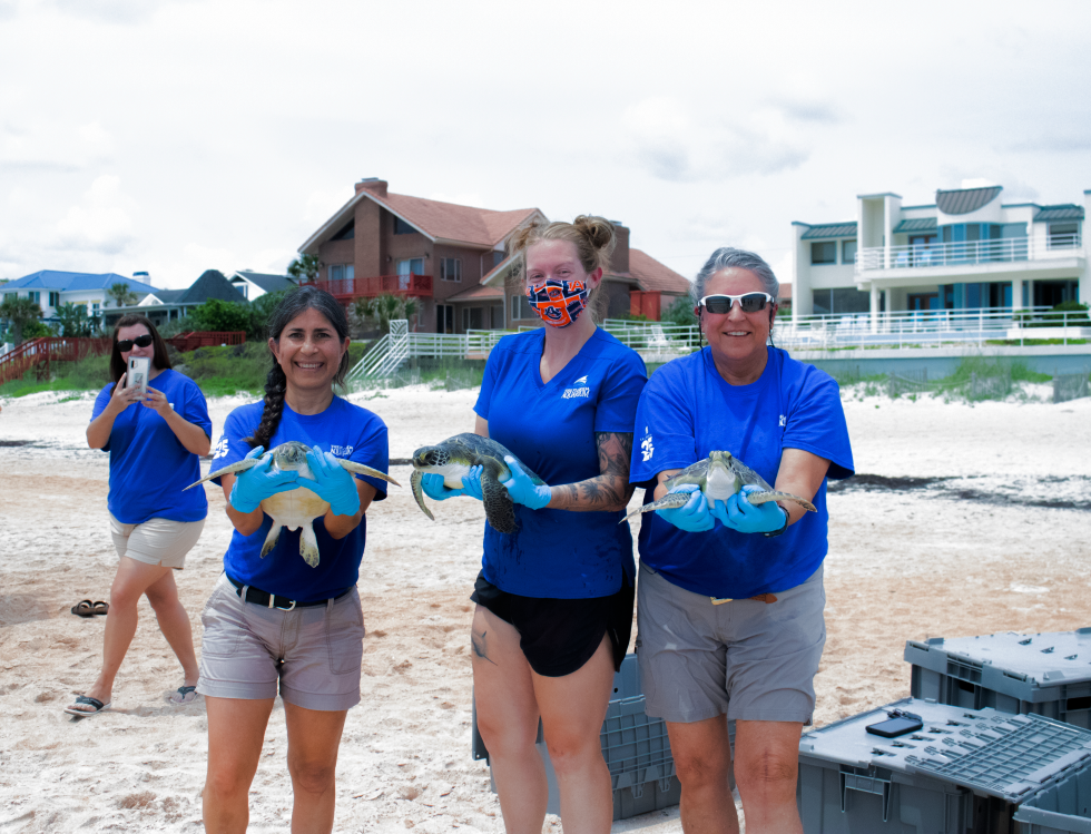 Aquarium Releases Endangered Sea Turtles | News of Sun City Center and ...